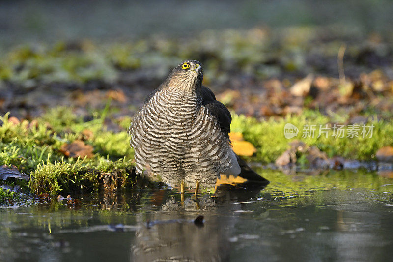 欧亚雀鹰(学名:Accipiter nisus)